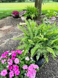 Easy Backyard Container Garden Ideas For Under A Tree Perfecting Places