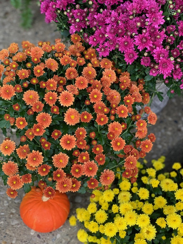 Fall Decor Home Tour Fall Mums