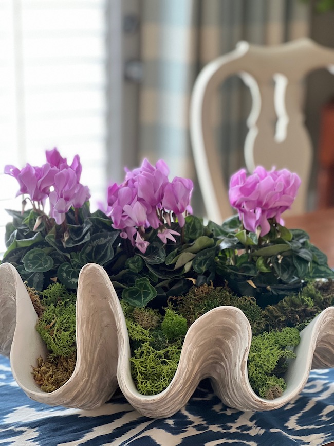 Potted Cyclamen in Giant Clam Shell Ballard Designs