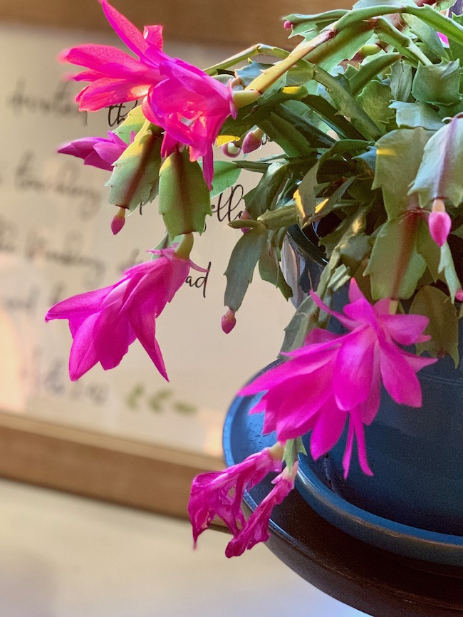 Christmas Cactus Blooming