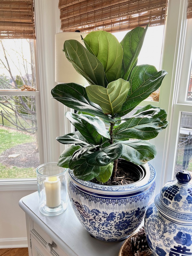 Fiddle Leaf Fig in Blue and White Pot