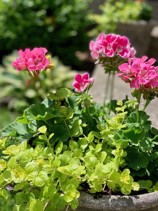 Potted Geraniums