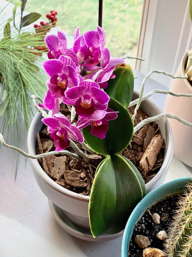 Potted Orchid