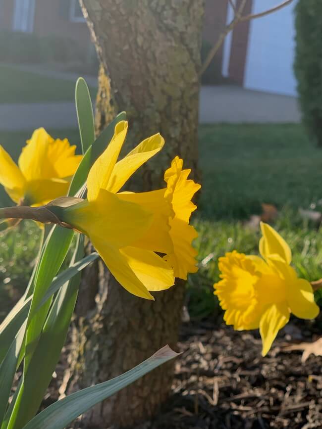 Spring Daffodils