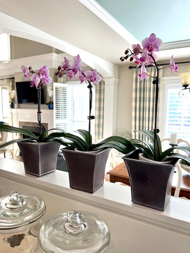 Trio of Orchids in Small Cache Pots