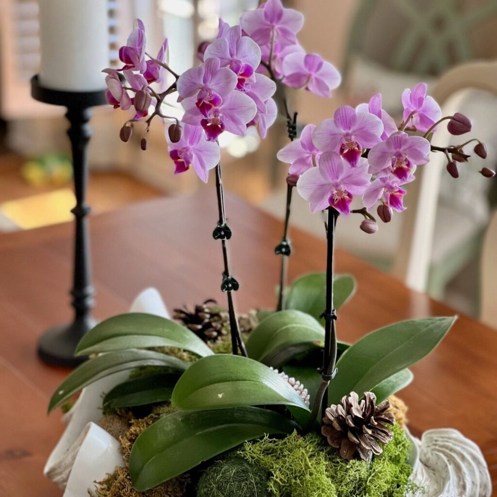 Decorating with Orchids