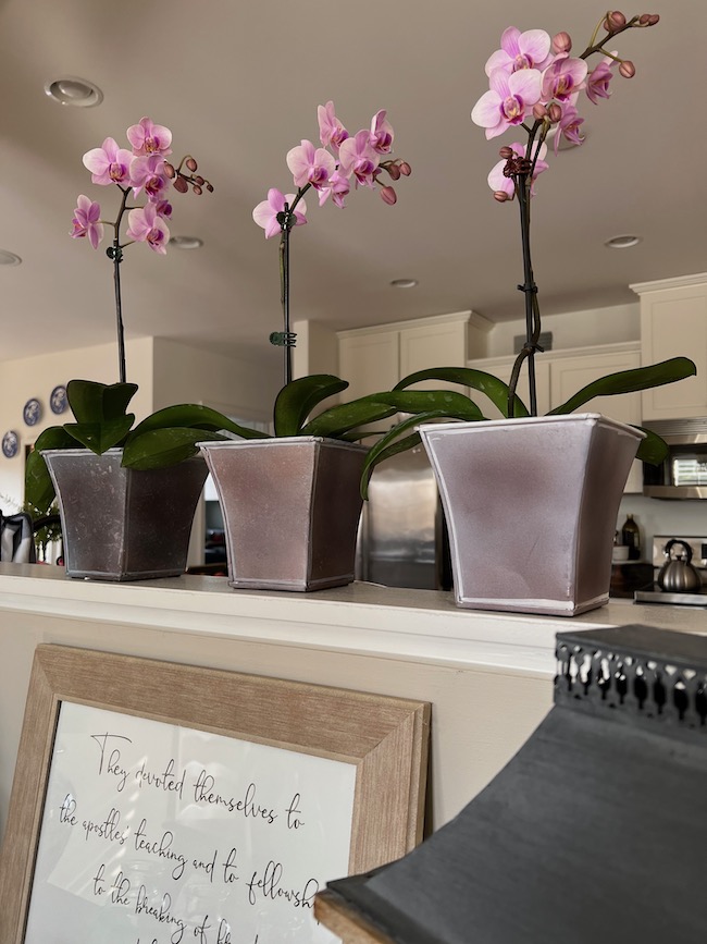 Trio of Orchids in Small Cache Pots