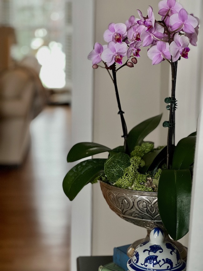 Orchids in Silver Pedestal Bowl