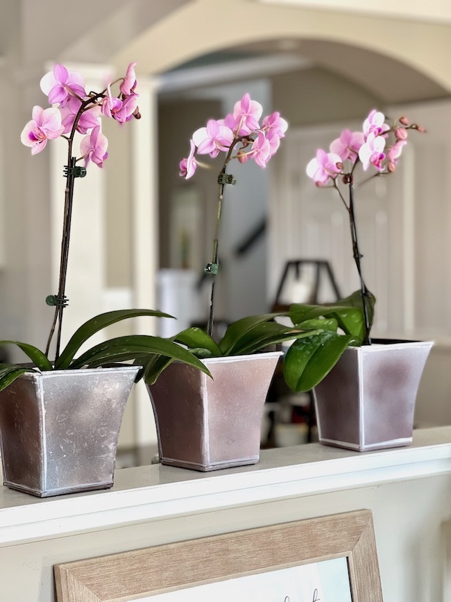 Trio of Orchids in Cache Pots