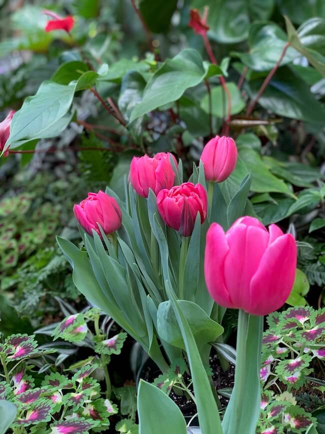 Pink Tulips