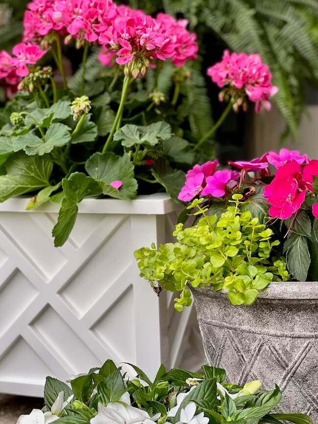 Summer Flowers for Front Porch