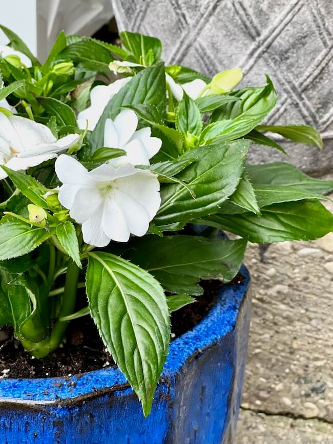 White New Guinea Impatiens in Blue Pot