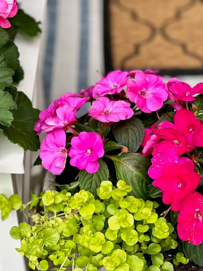 Pink New Guinea Impatiens on Front Porch