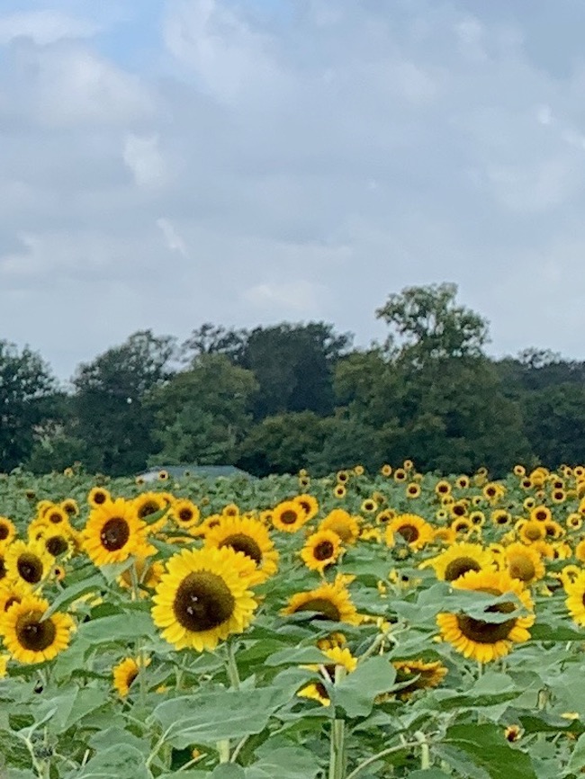 Sunflower Field