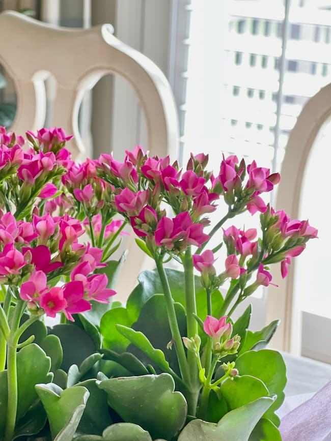 Pink Kalanchoe Centerpiece