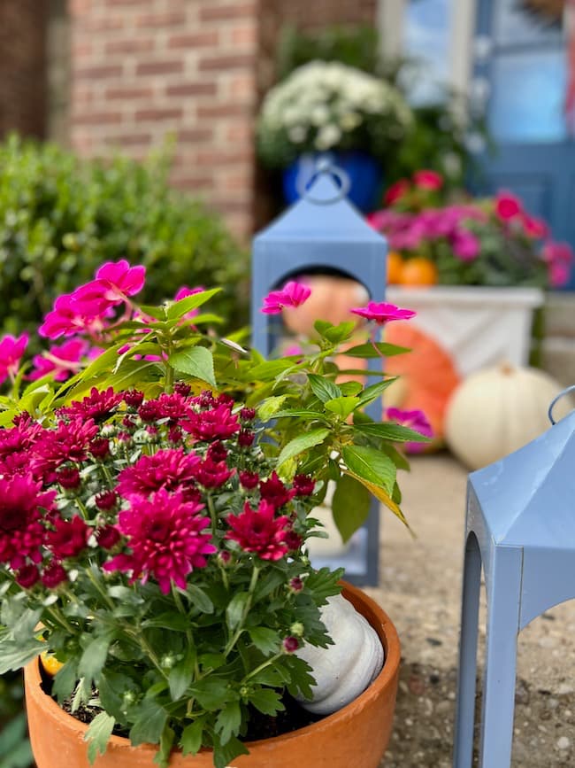 Red and Purple mums and blue lanterns