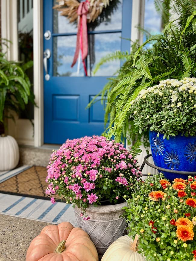 Blue Front Door with Fall Mums and Ferns
