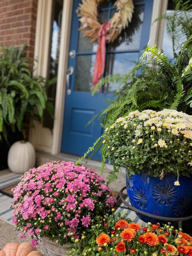 Blue Door with Fall Mums in Purple and White