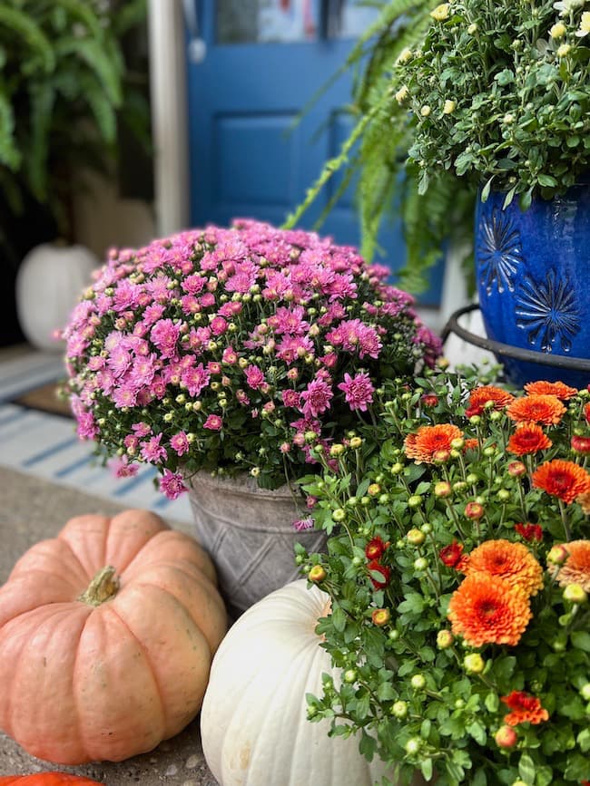 Purple and Orange Mums with Blue Door