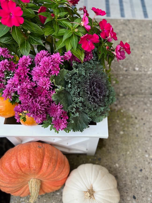 Fall Planter with Purple Mums, Pink Impatiens, and Ornamental Kale