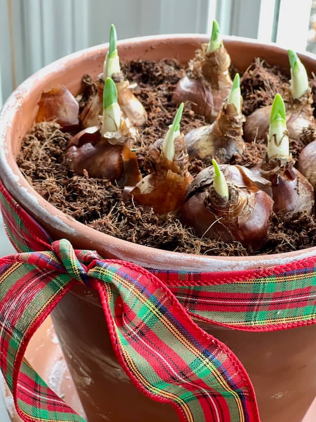 How to Care for Paperwhites Planted in Soil or Water