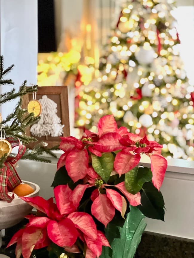 Christmas home tour in the kitchen  -- poinsettias on the counter