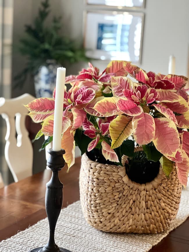 Pink poinsettias winter centerpiece