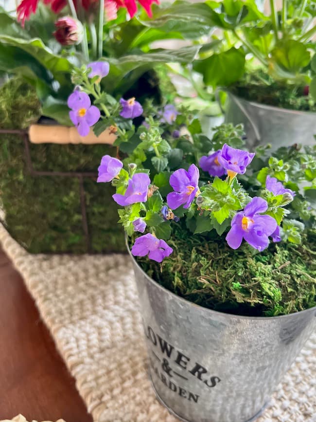 Purple annual flowers in flower bucket