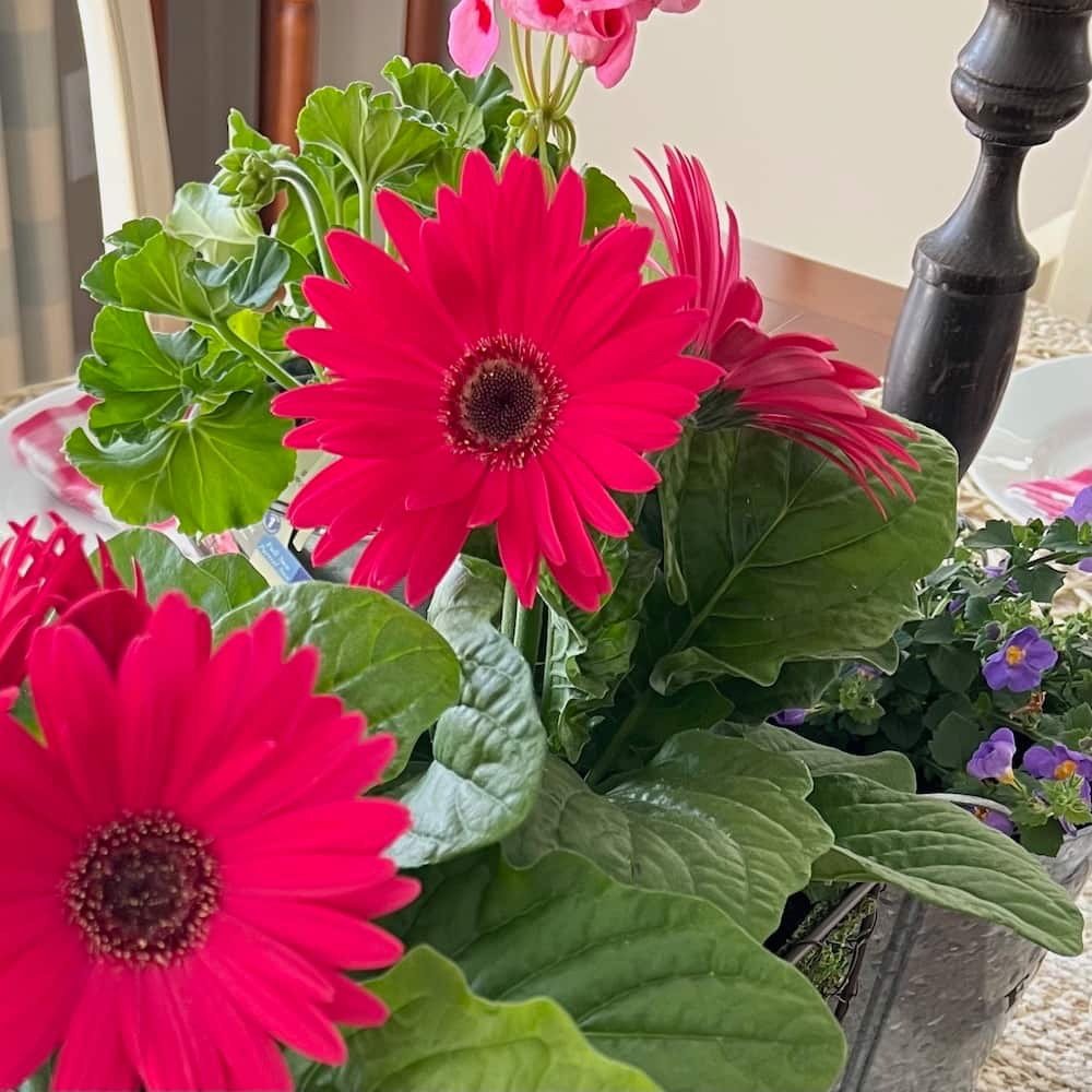 Bright pink Gerbera daisies in centerpiece