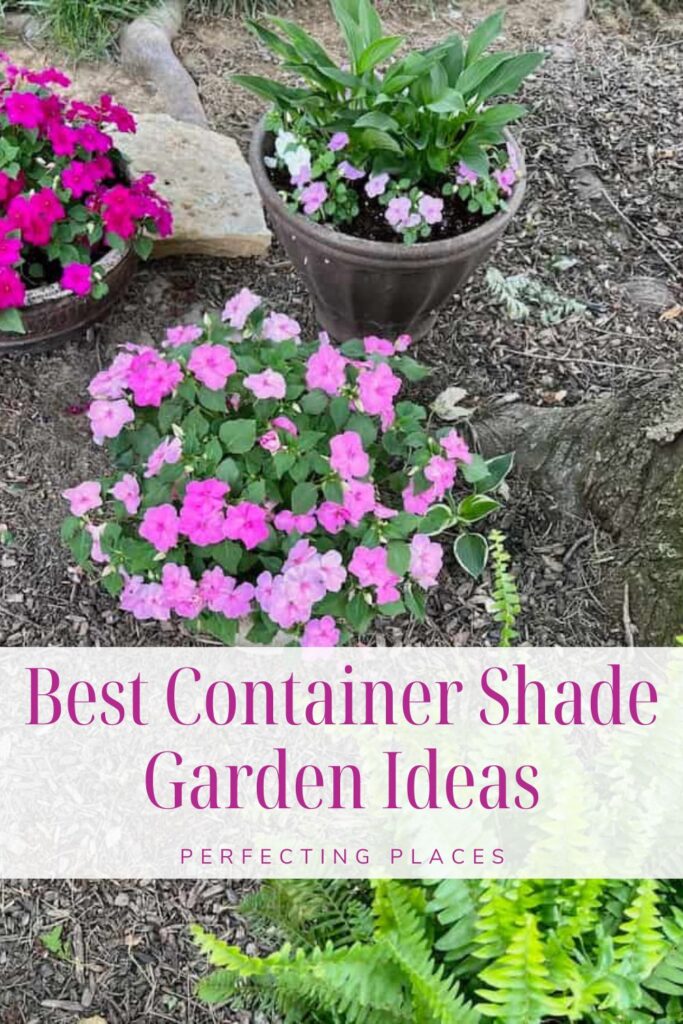 Backyard container garden ideas with pink impatiens and ferns under shade tree PIN