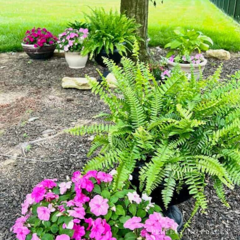 Backyard container garden ideas with pink impatiens and ferns under shade tree