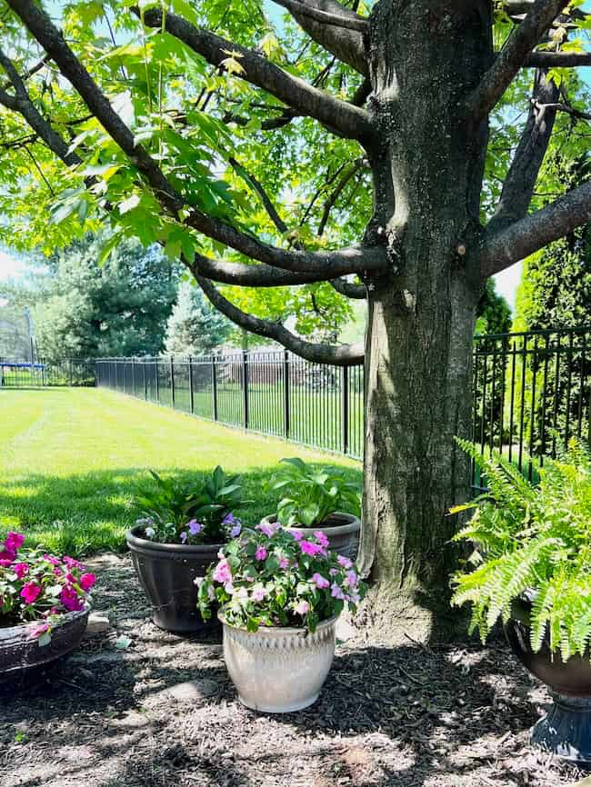 Backyard container garden under a shade tree