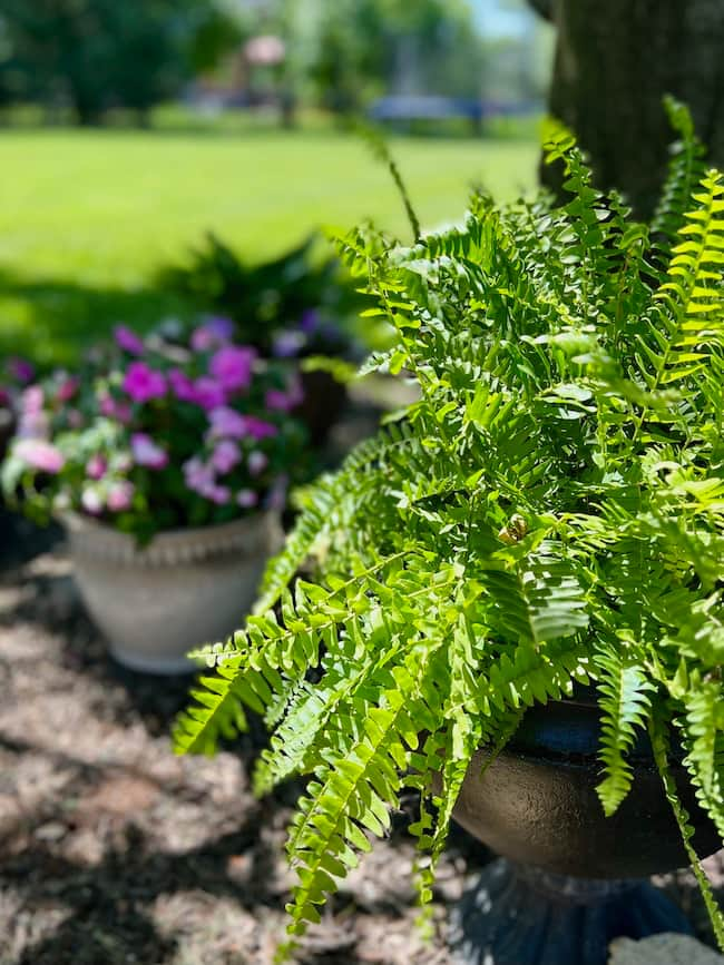 Potted ferns and pink impatiens in garden under tree