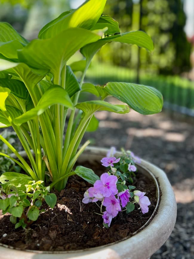Potted hostas and impatiens