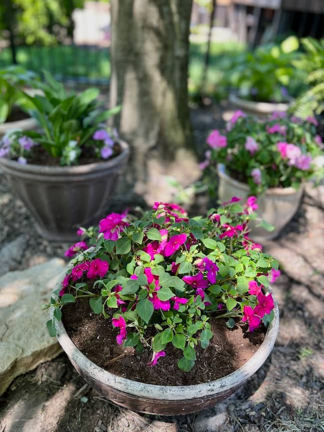 Impatiens in containers under tree in shade garden