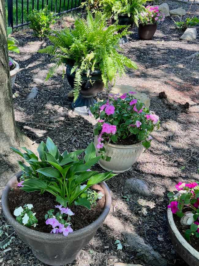 Shade container garden under tree