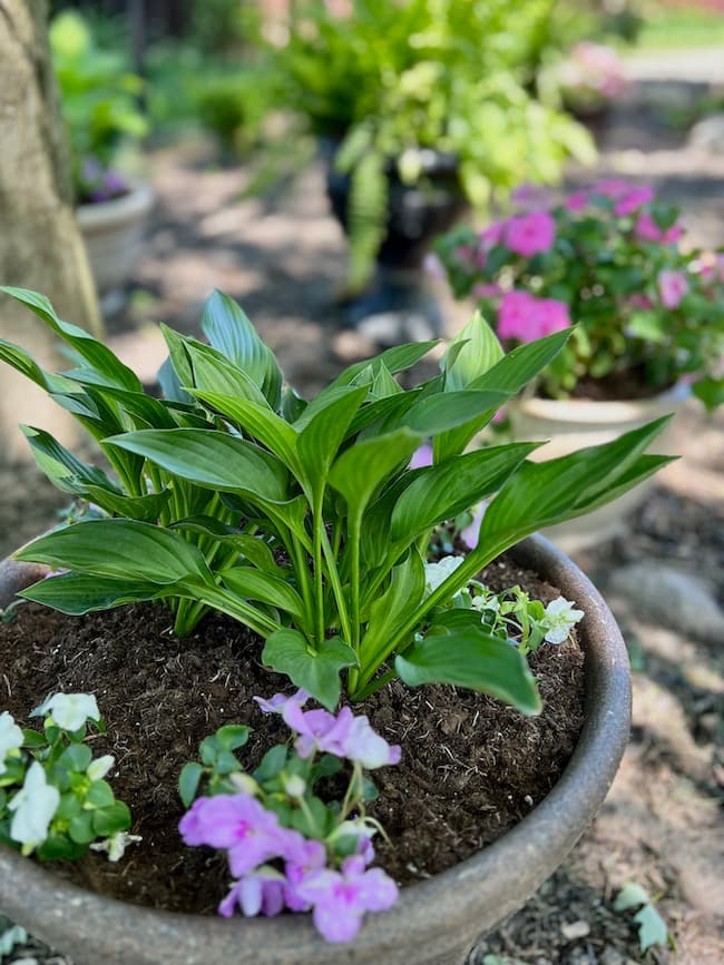 Hostas and pink impatiens in pots