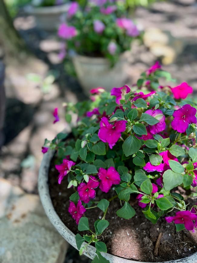 Magenta impatiens in low round container bowl