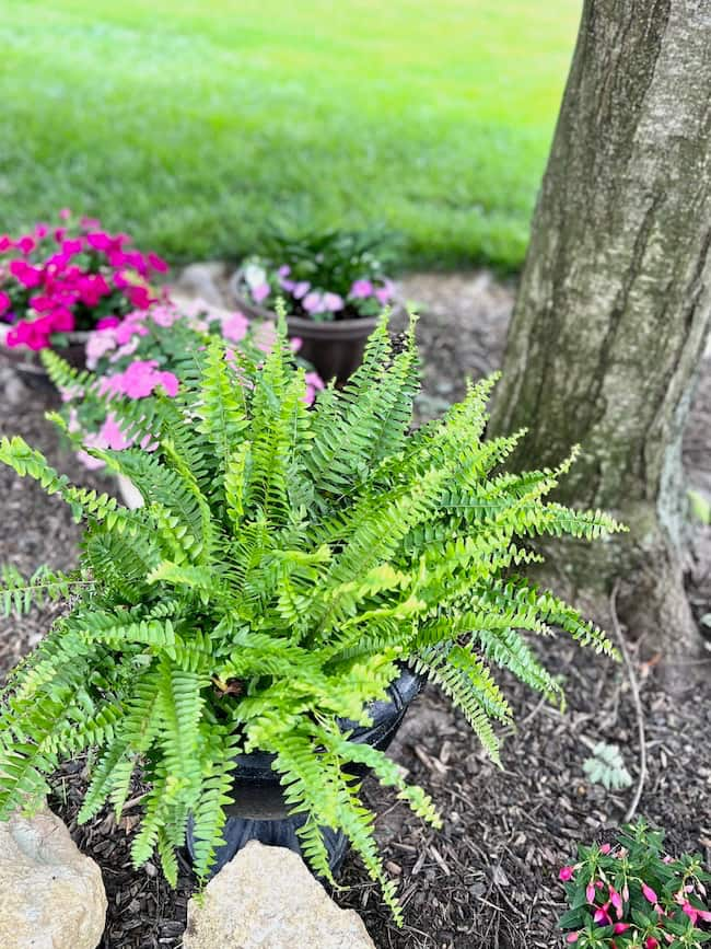 Backyard container garden ideas for shade