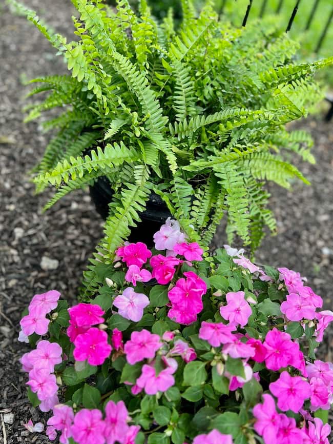 Boston fern with potted pink impatiens
