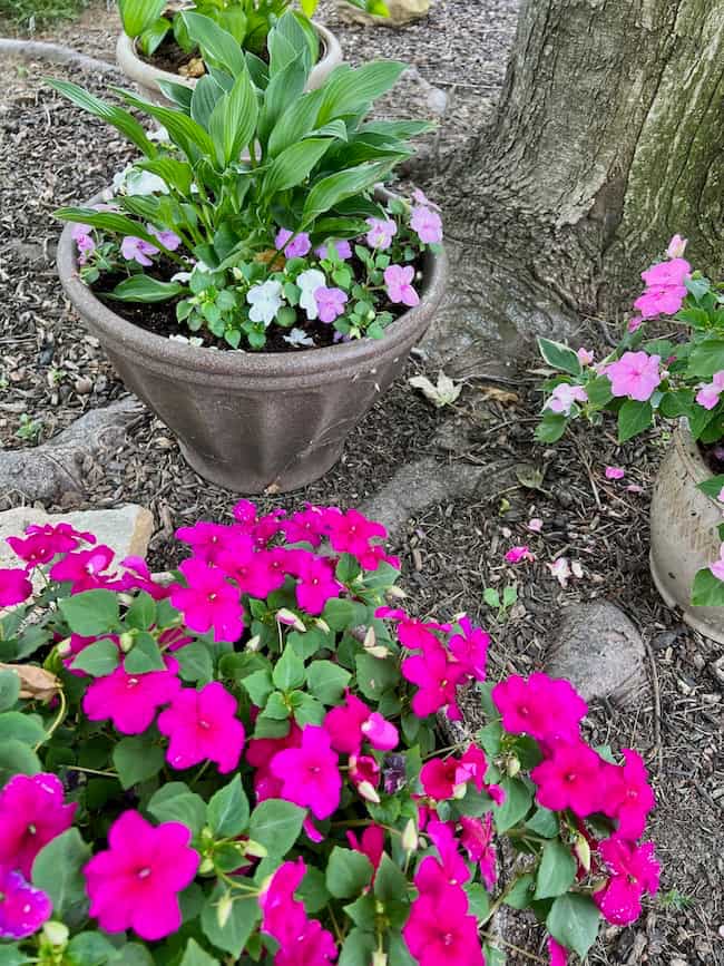 Shade container garden with hosta and impatiens