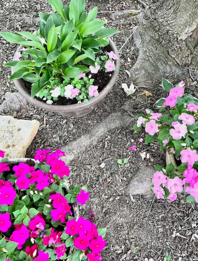 Shade container garden with hosta and impatiens