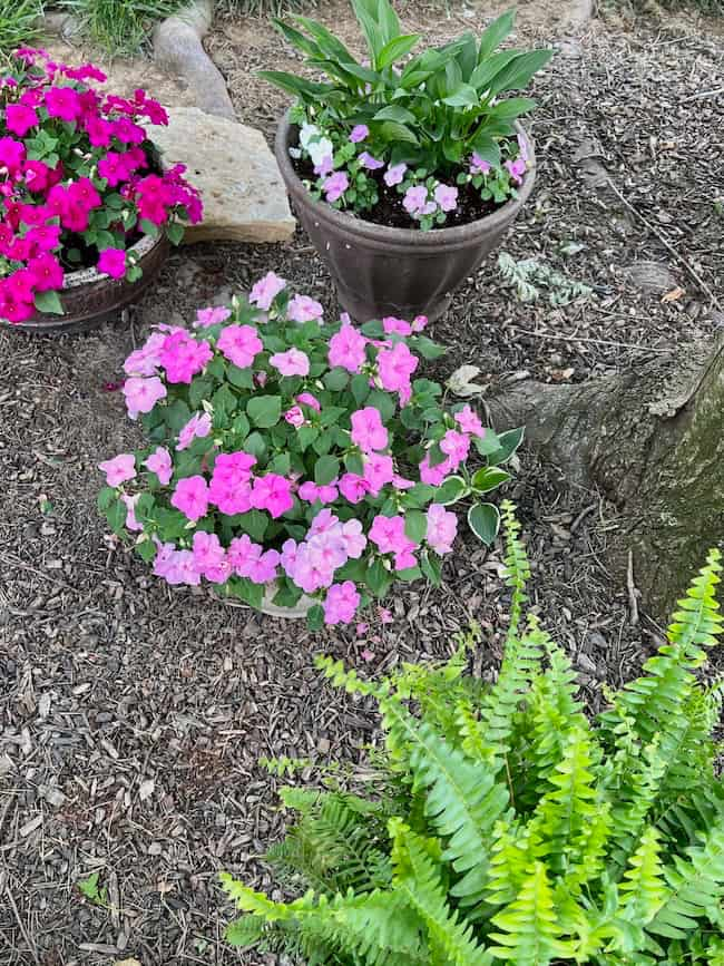 Shade garden with impatiens and ferns