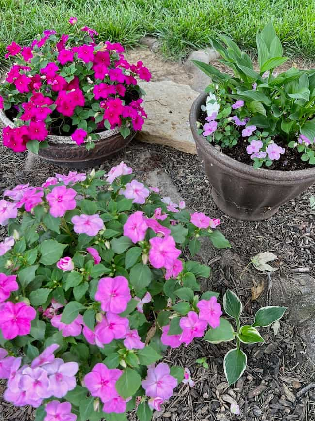 Shade container garden under tree