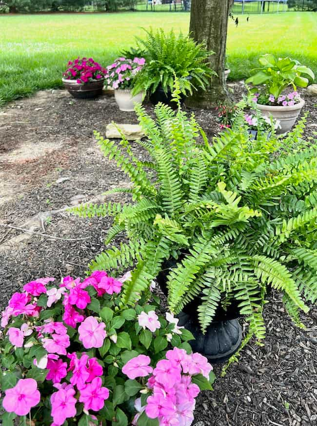 Backyard container garden ideas for shade