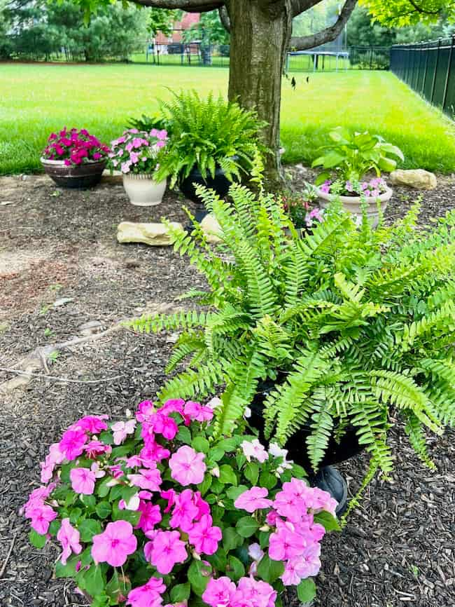 Backyard container garden ideas for shade