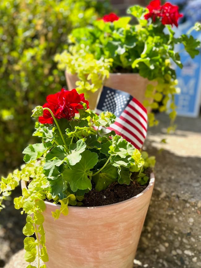 Red geraniums with flag pot