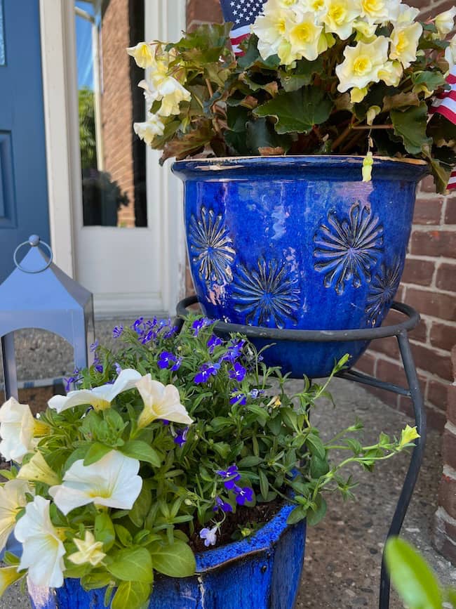 Blue glazed pots with white petunias and blue lobelia flowers
