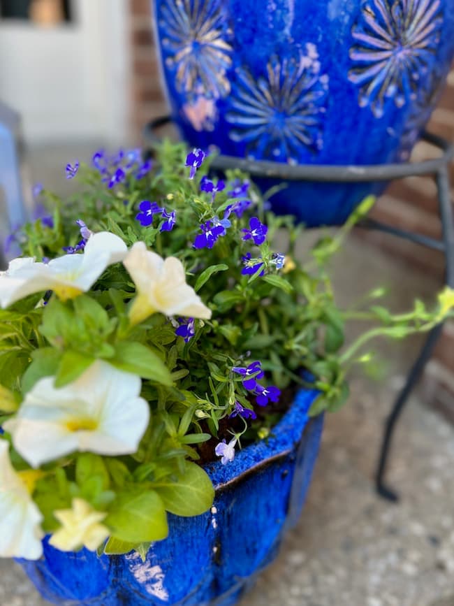 Blue glazed pots with white petunias and blue lobelia flowers