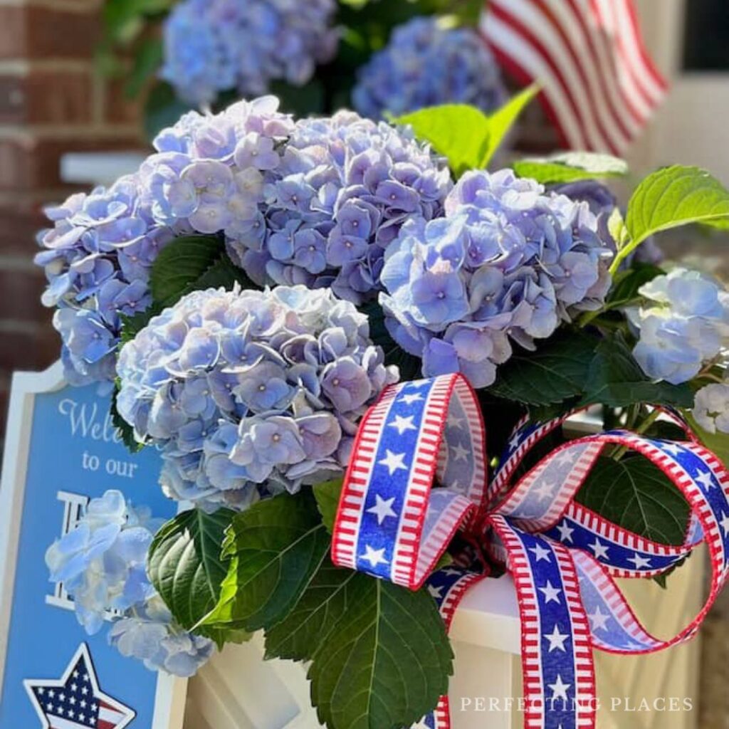 Patriotic Flower pots Blue hydrangeas